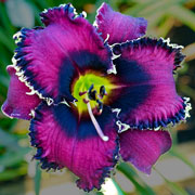 Slaying the Dragon Daylily